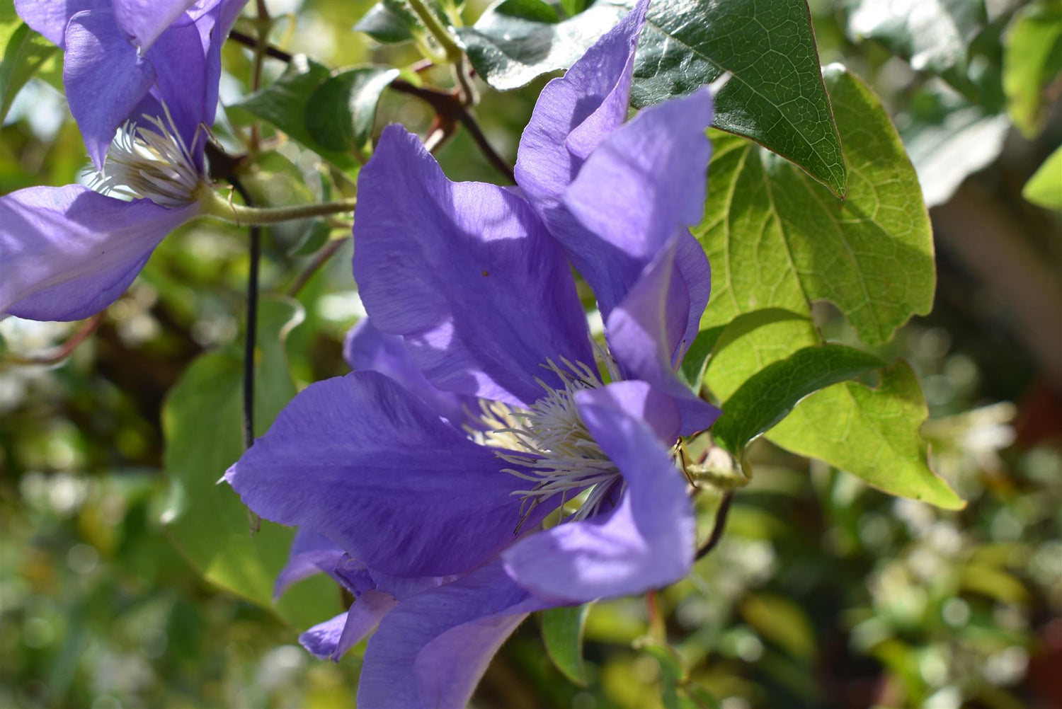 Clematis Olympia - 30-40cm, 2lt