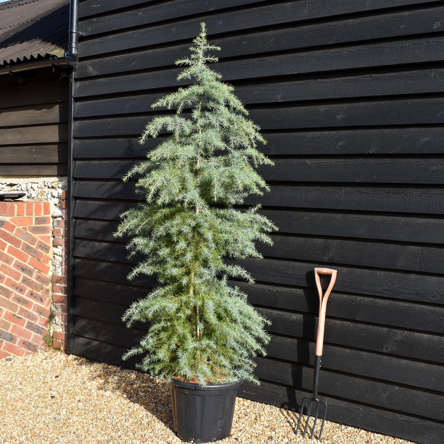 Cedrus deodara | Himalayan Cedar - Height 160-180cm - 35lt