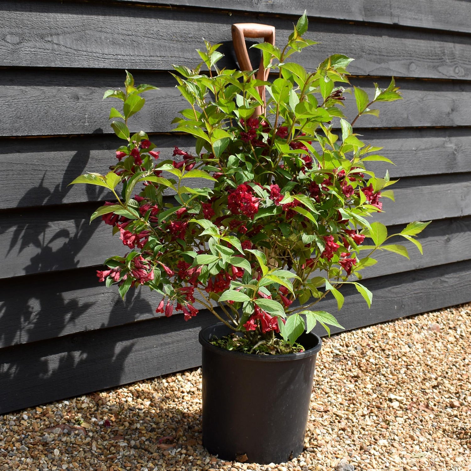 Weigela Apple Blossom - Height 50-70cm -10lt