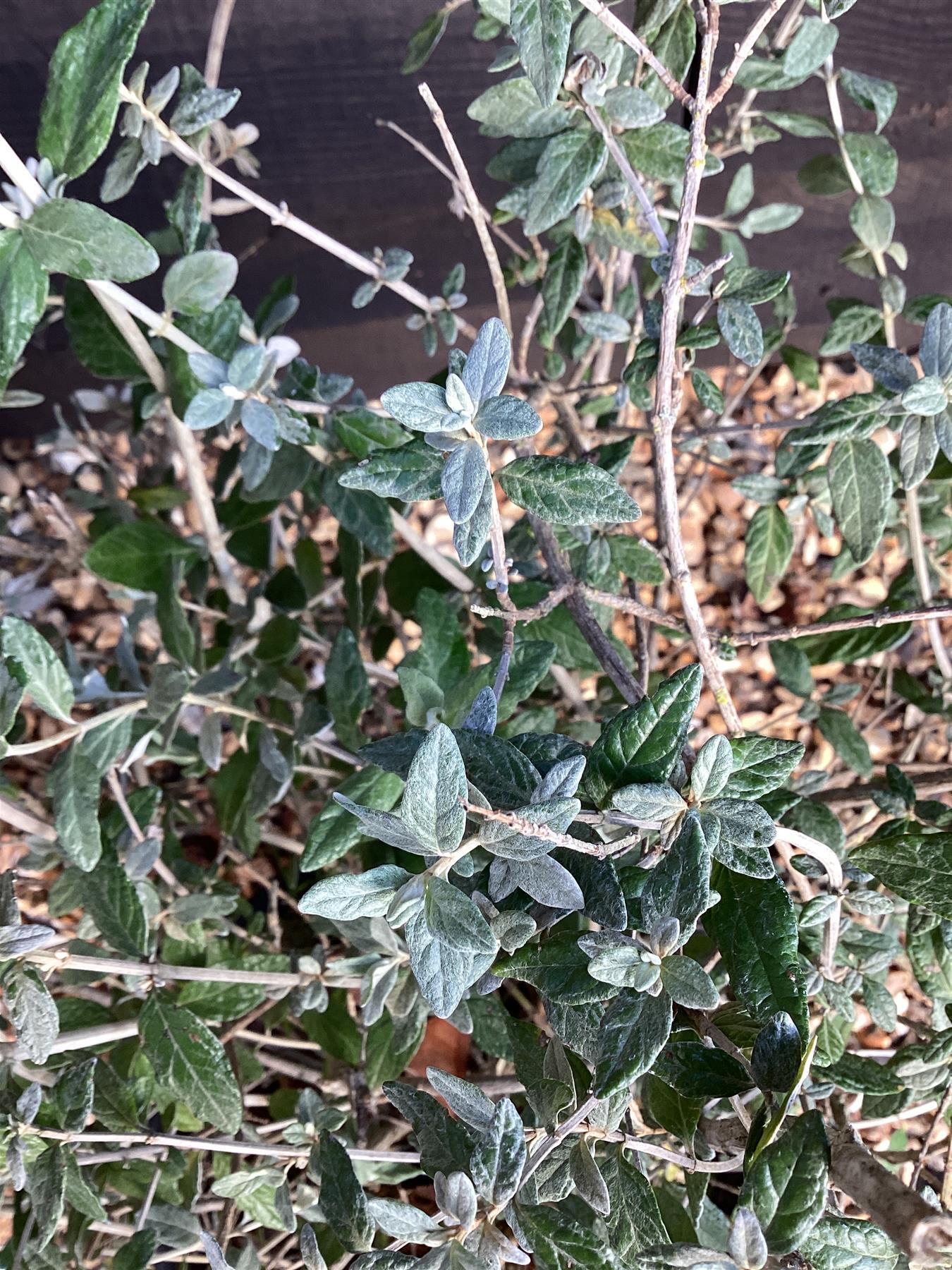 Teucrium fruticans | Tree Germander - 50-100cm, 10lt