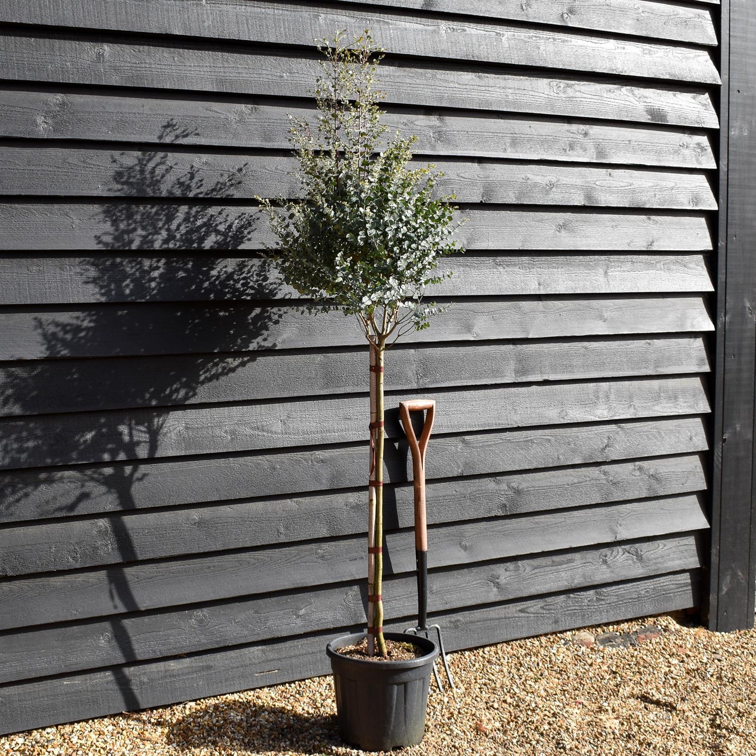 Eucalyptus gunnii Azura - Clear Stem 90cm - Height 170-180cm - 15lt