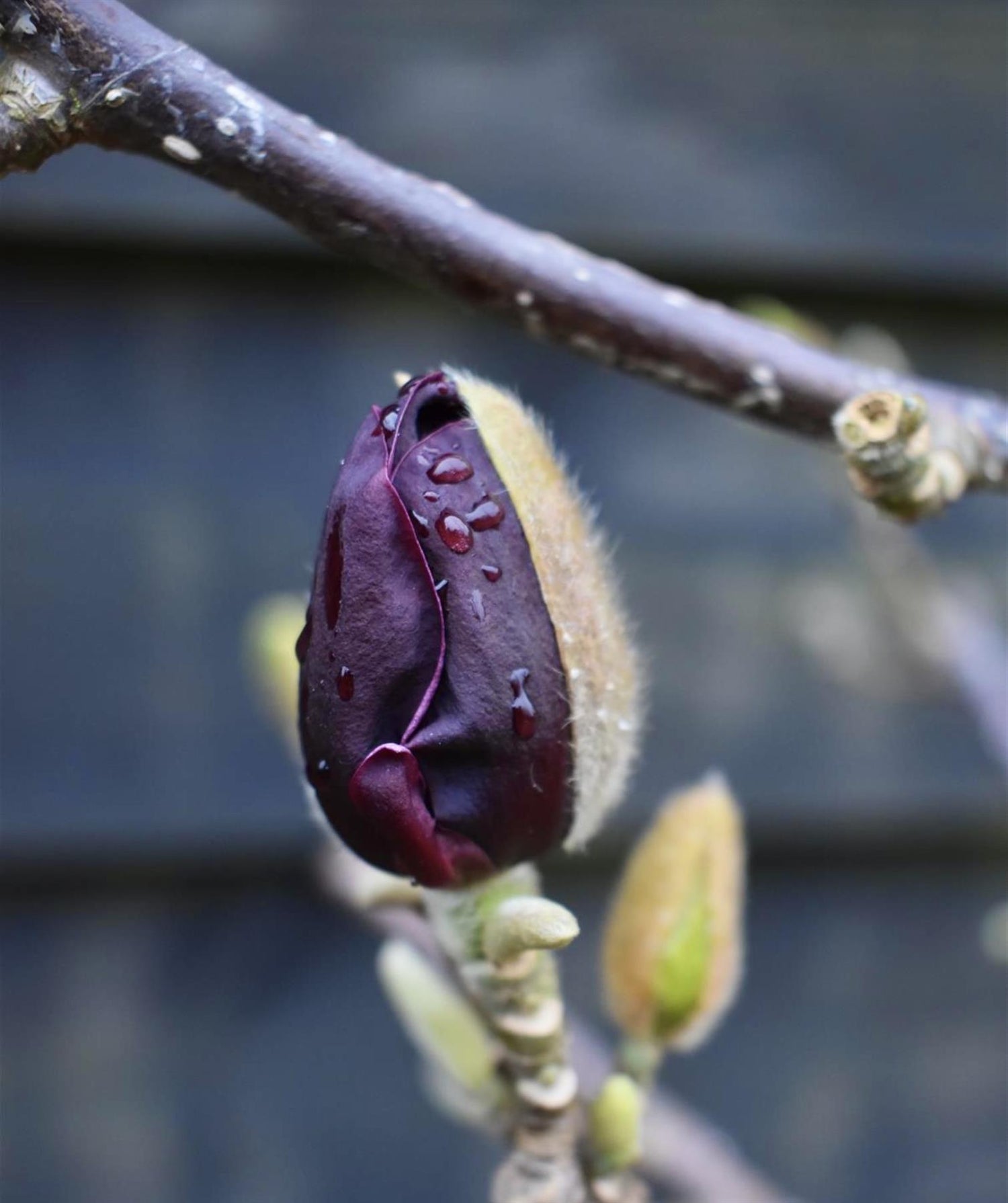 Magnolia Genie | Magnolia Genie - Clear Stem - 145cm - 15lt