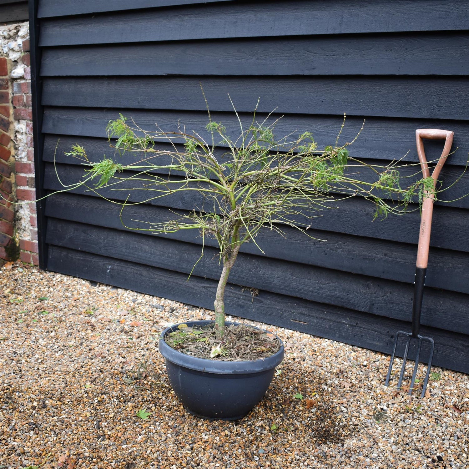 Acer palmatum dissectum | laceleaf Japanese maple -  Bowl - Clear Stem 30cm - Height 80-90cm - 40lt