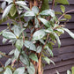 Trachelospermum jasminoides - Cane - 210-220cm, 30lt