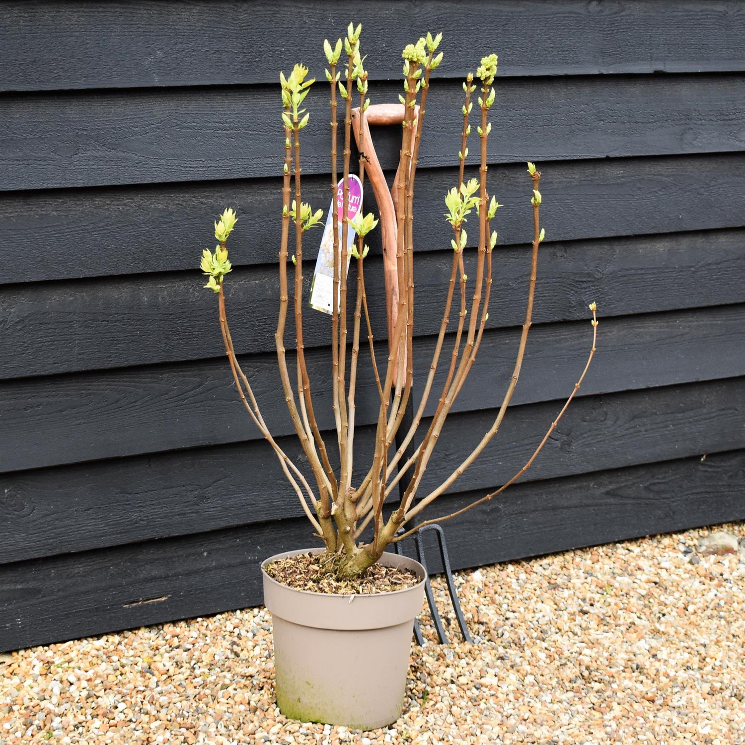 Syringa Vulgaris Souvenir d'Alice Harding | Lilac - Height 80-100cm - 10lt
