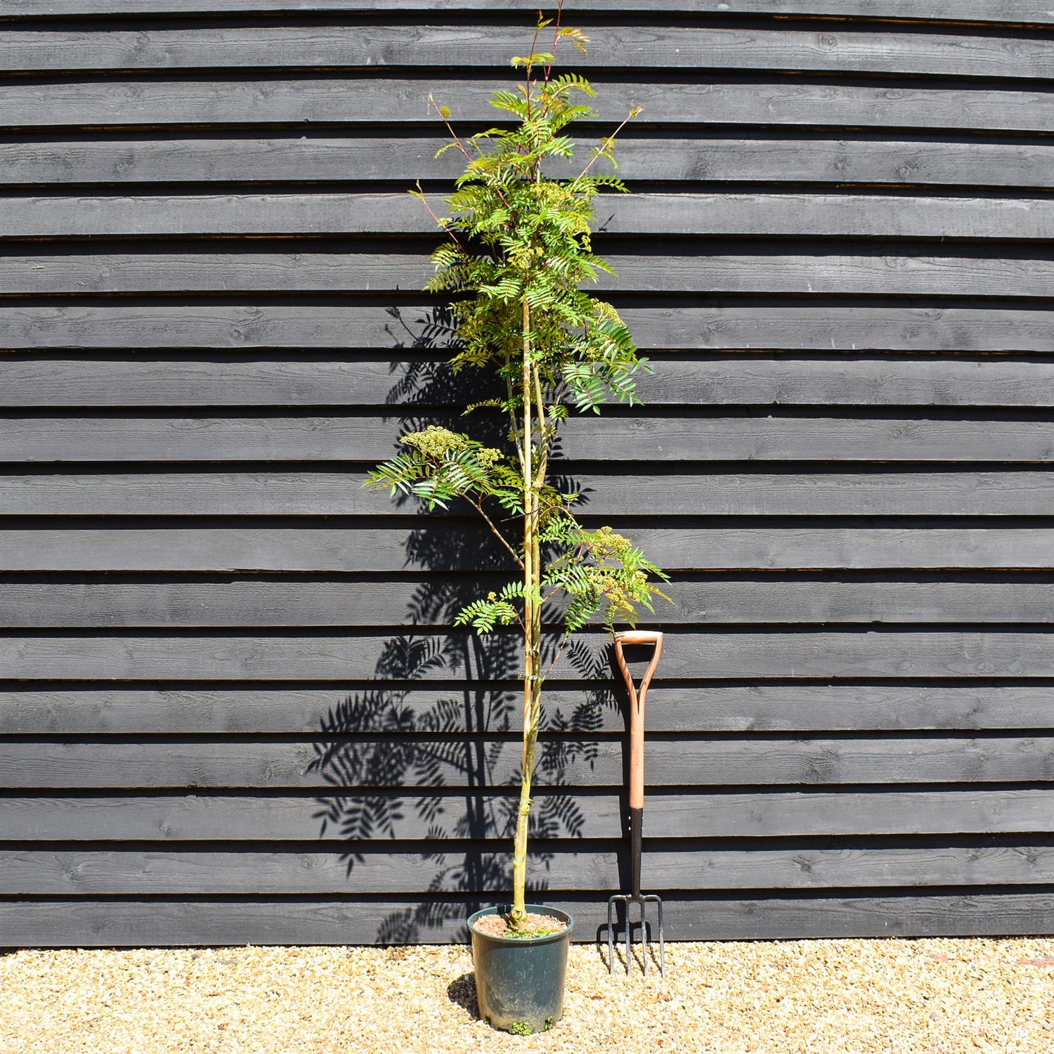 Sorbus vilmorinii | Vilmorin's Rowan - Height 170-200cm, 10lt