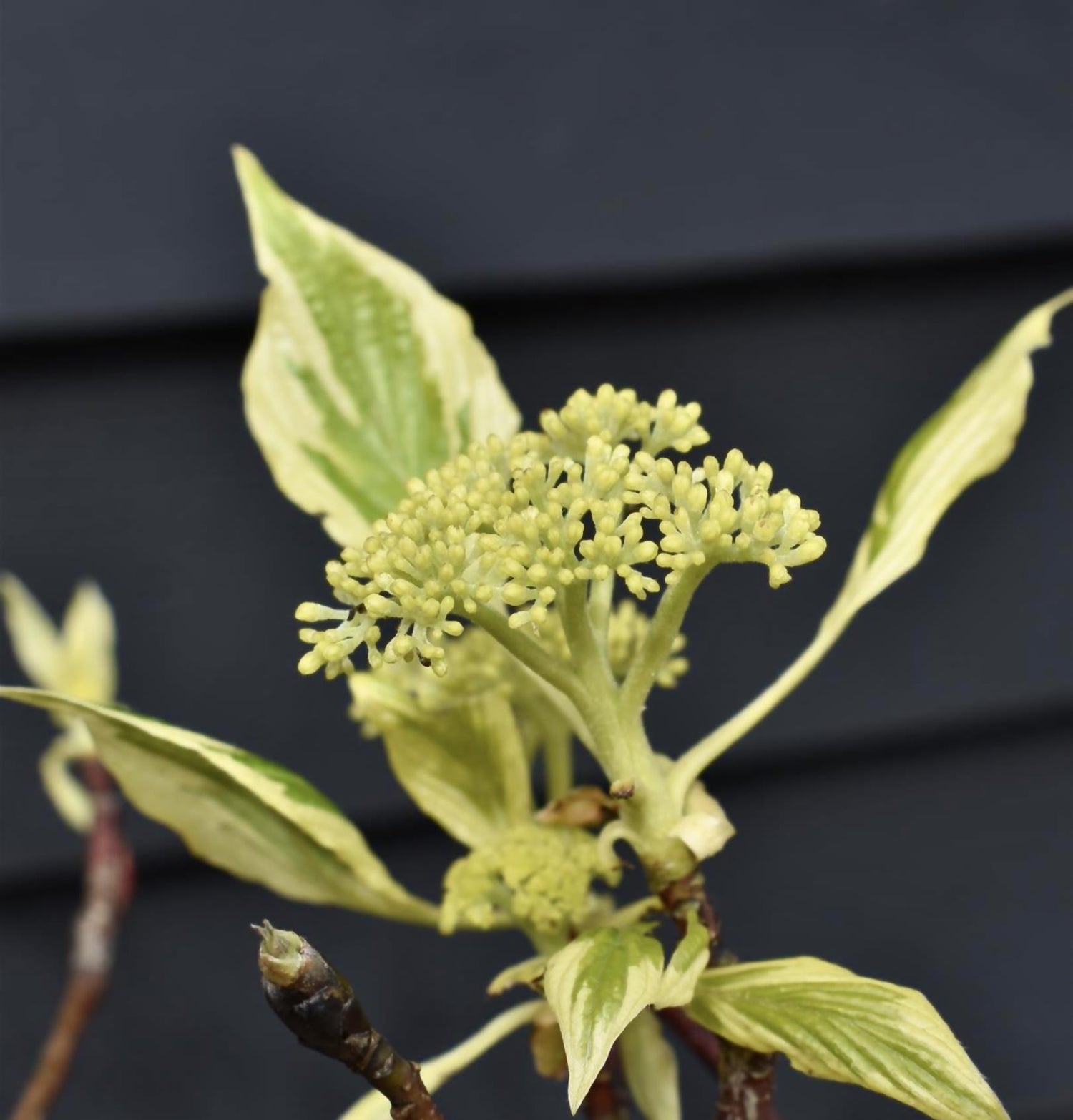 Cornus controversa | Giant Dogwood - Height 200-220cm, 35lt