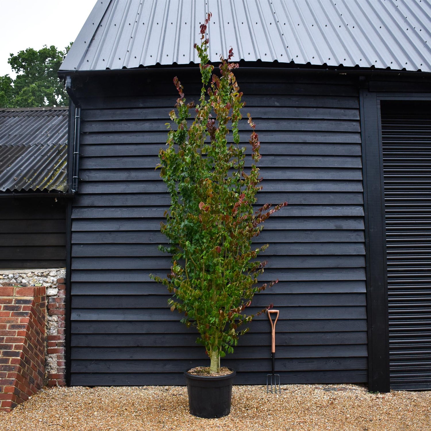 Persian Ironwood | Parrotia persica - Bushy, semi-mature - Height 330-350cm - 70lt