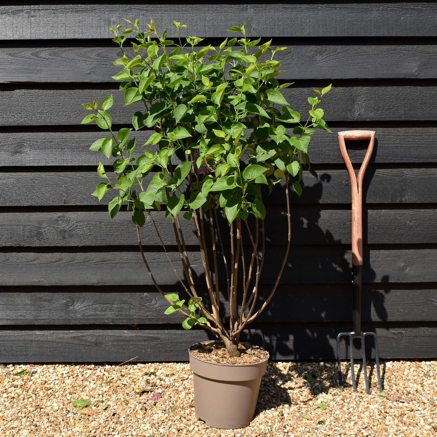 Lilac ''Sensation' | Syringa vulgaris - Height 80-100cm - 10lt