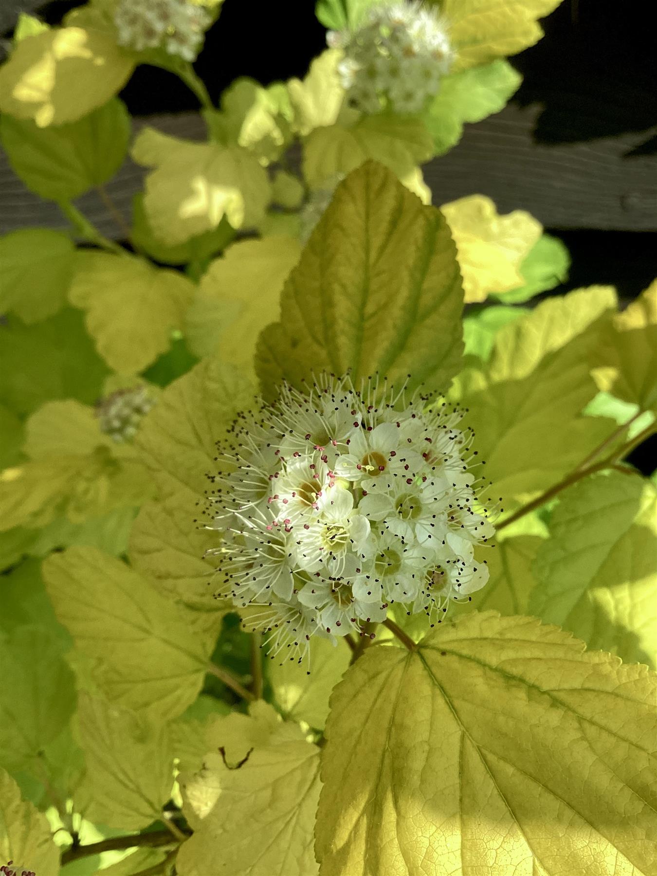 Physocarpus Darts Gold - 90/110cm, 20lt