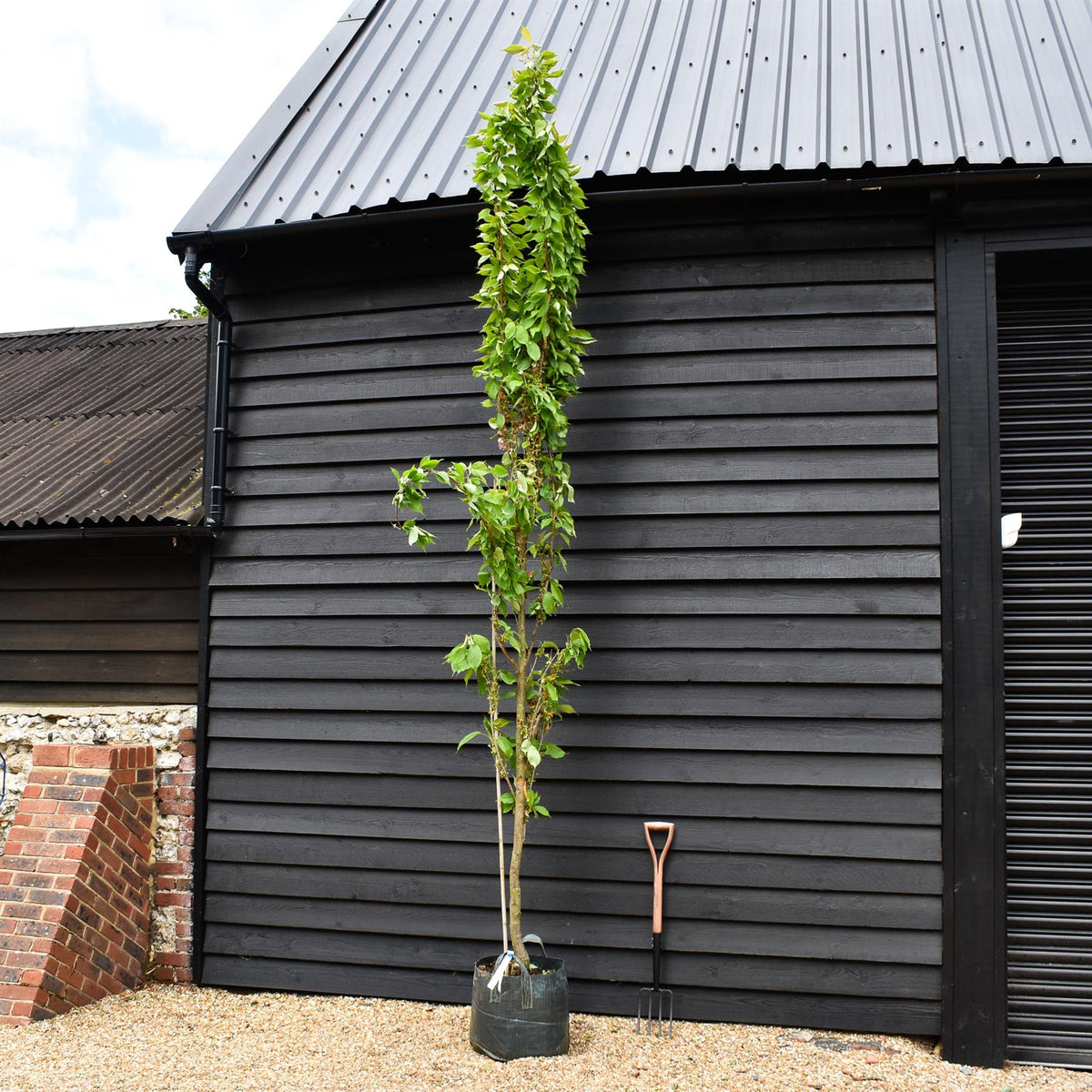 Prunus amanogawa |Flagpole Cherry - Feathered - Height Girth 10-12cm - 45 - 50lt