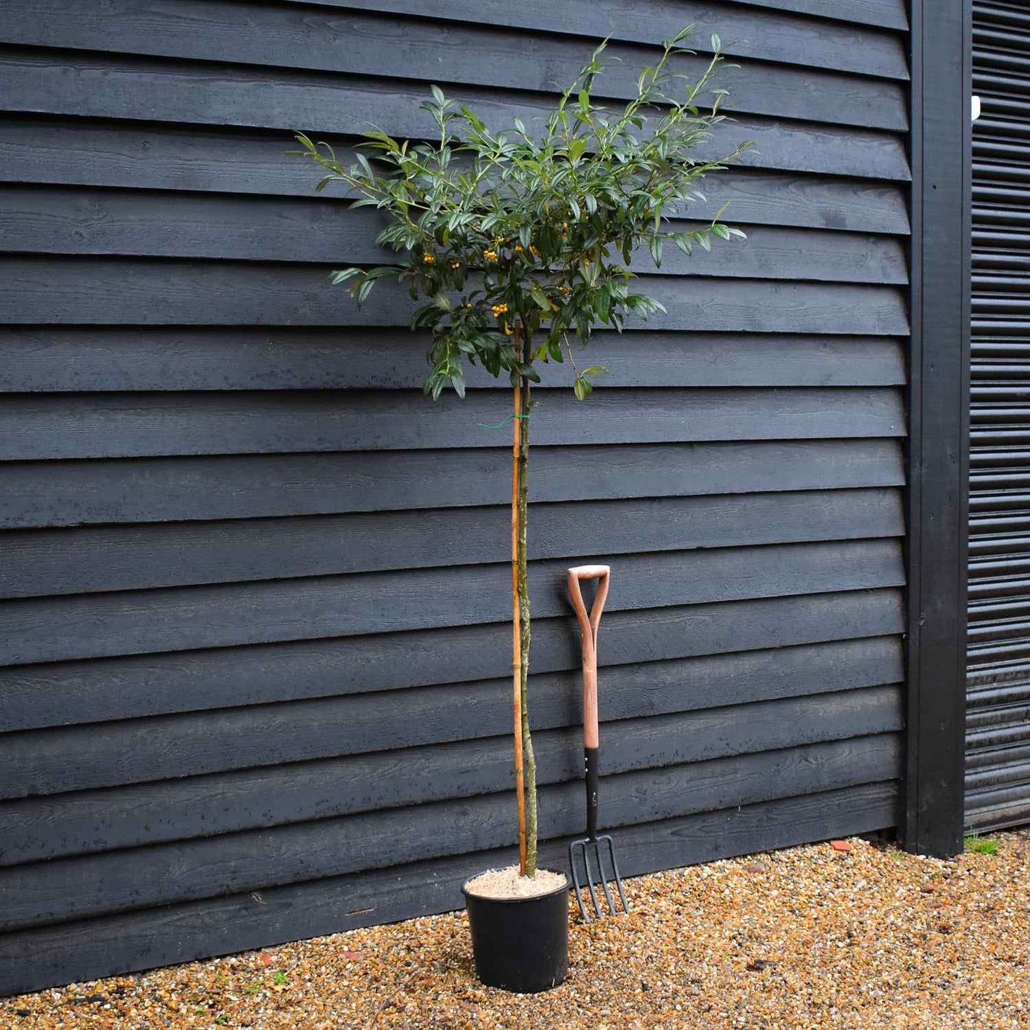Cotoneaster 'Rothschildianus' | Willow-Leaved Cotoneaster - Height 160-180cm - 12lt