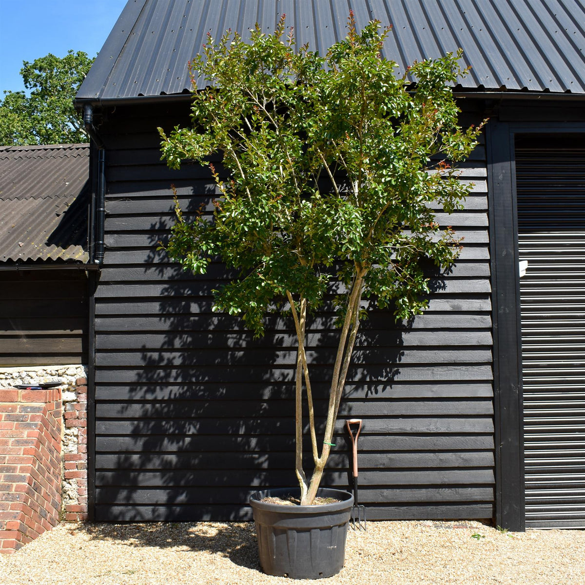 Lagerstroemia Indica | Crape myrtle - Mature Tree - 380-400cm - 180lt