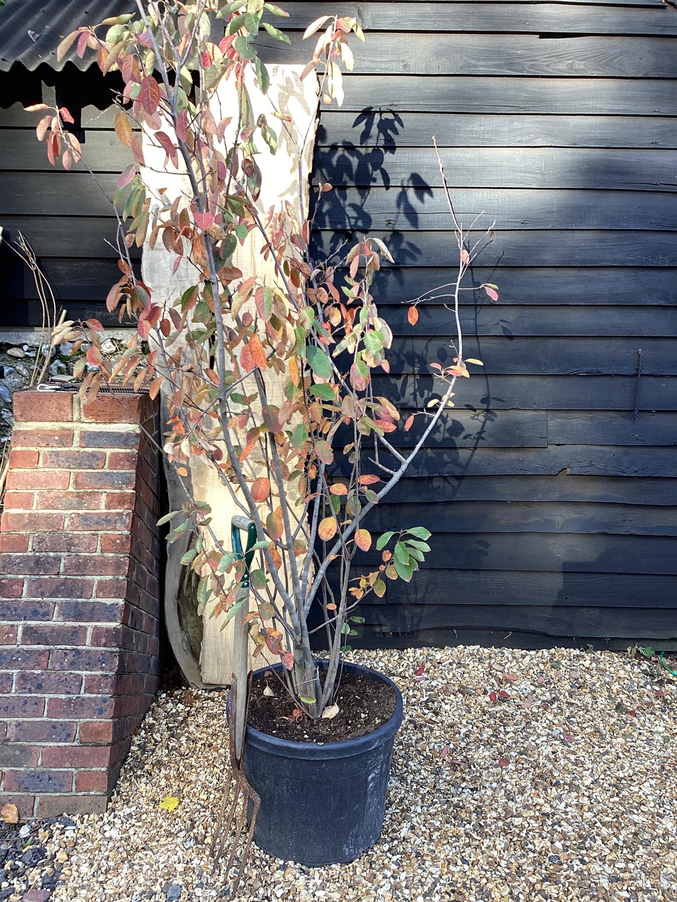 Amelanchier lamarckii - 250cm - 70lt