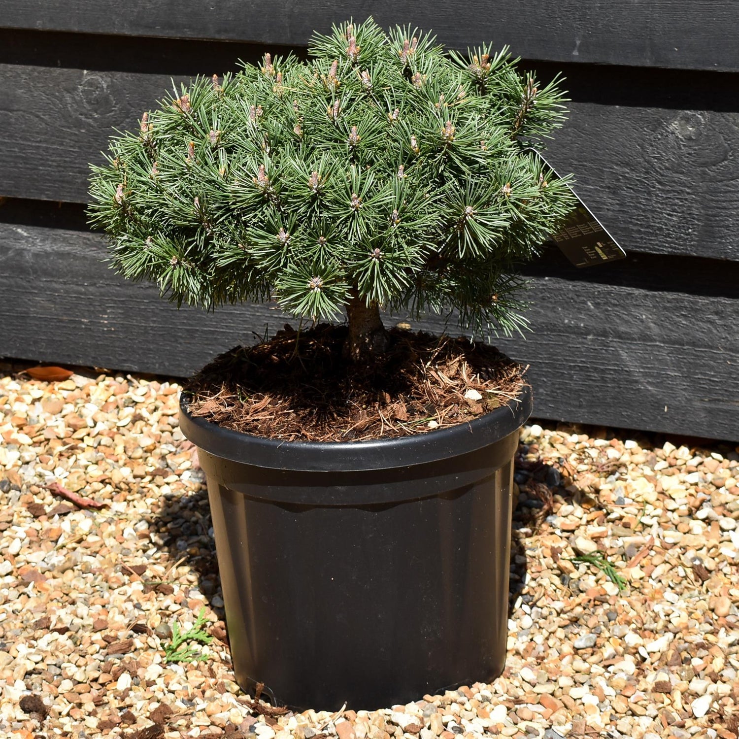Pinus Mugo 'Mops' | Dwarf mountain pine - Height 20-25cm - 8lt