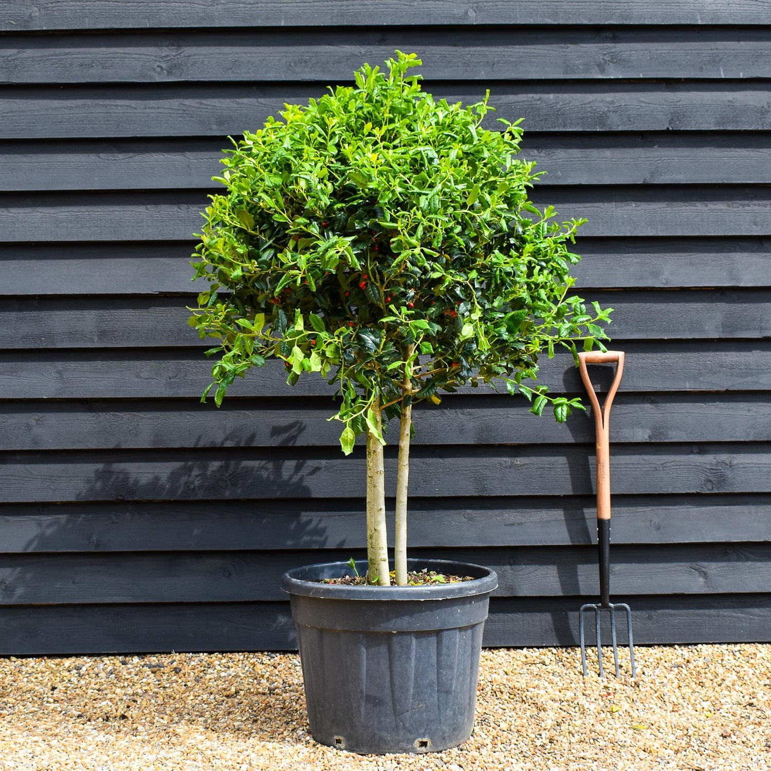 Ilex 'Nellie Stevens' - MultiStem Ball - Clear Stems 40-60cm - Height 120-150cm - 70lt