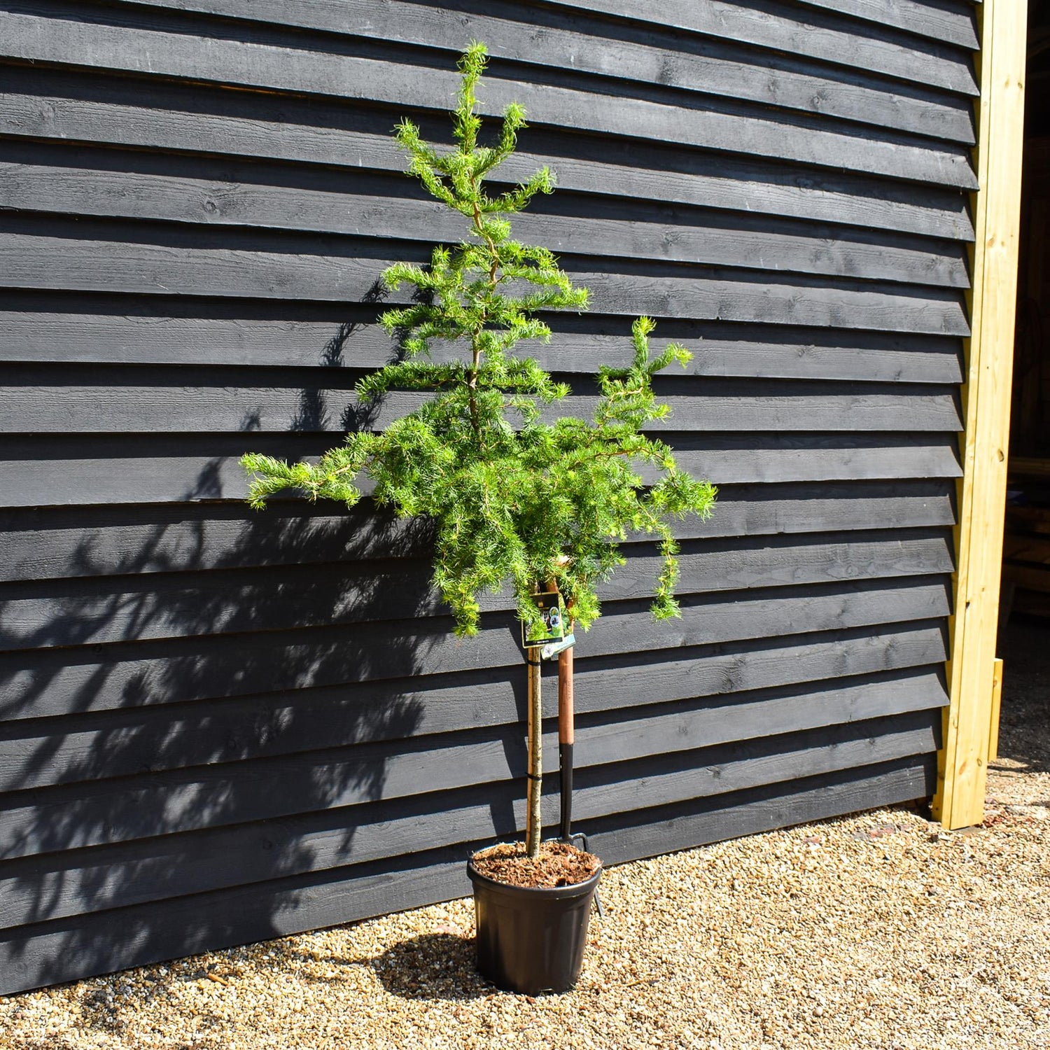 Larix kaempferi 'Diana' - Stem 80cm - Height 180-190cm- 25lt