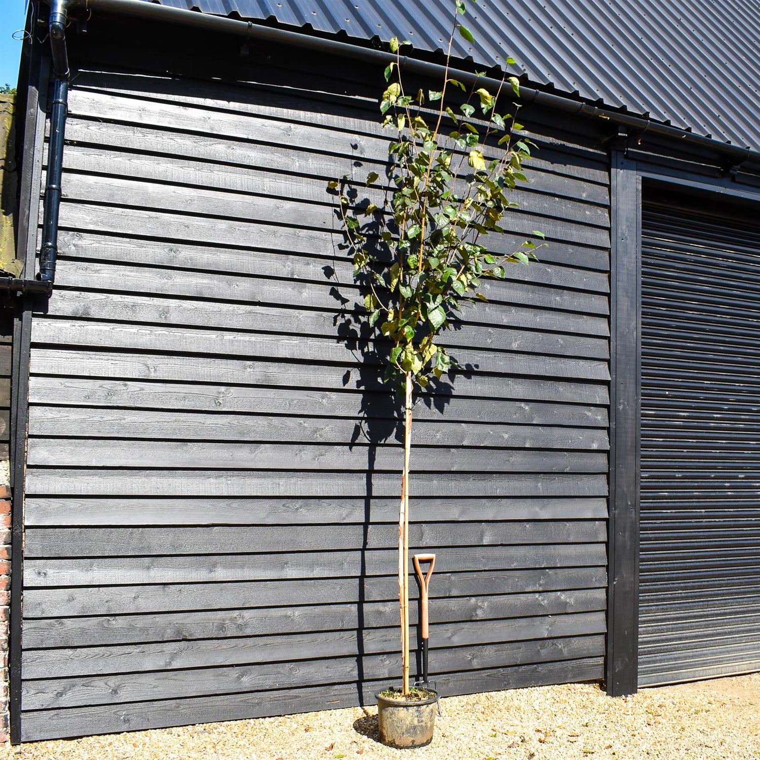 Silver birch 'Snow Queen' | Betula utilis Snow Queen - Height - 200-250cm - Girth 4-6cm - 20lt