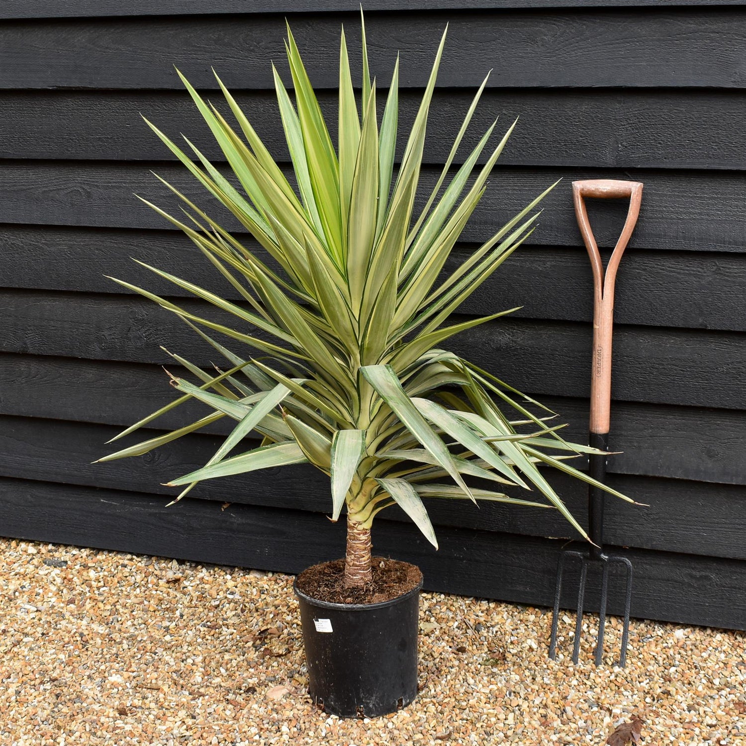 Yucca 'Jewel' - Height 100-110cm - 10lt