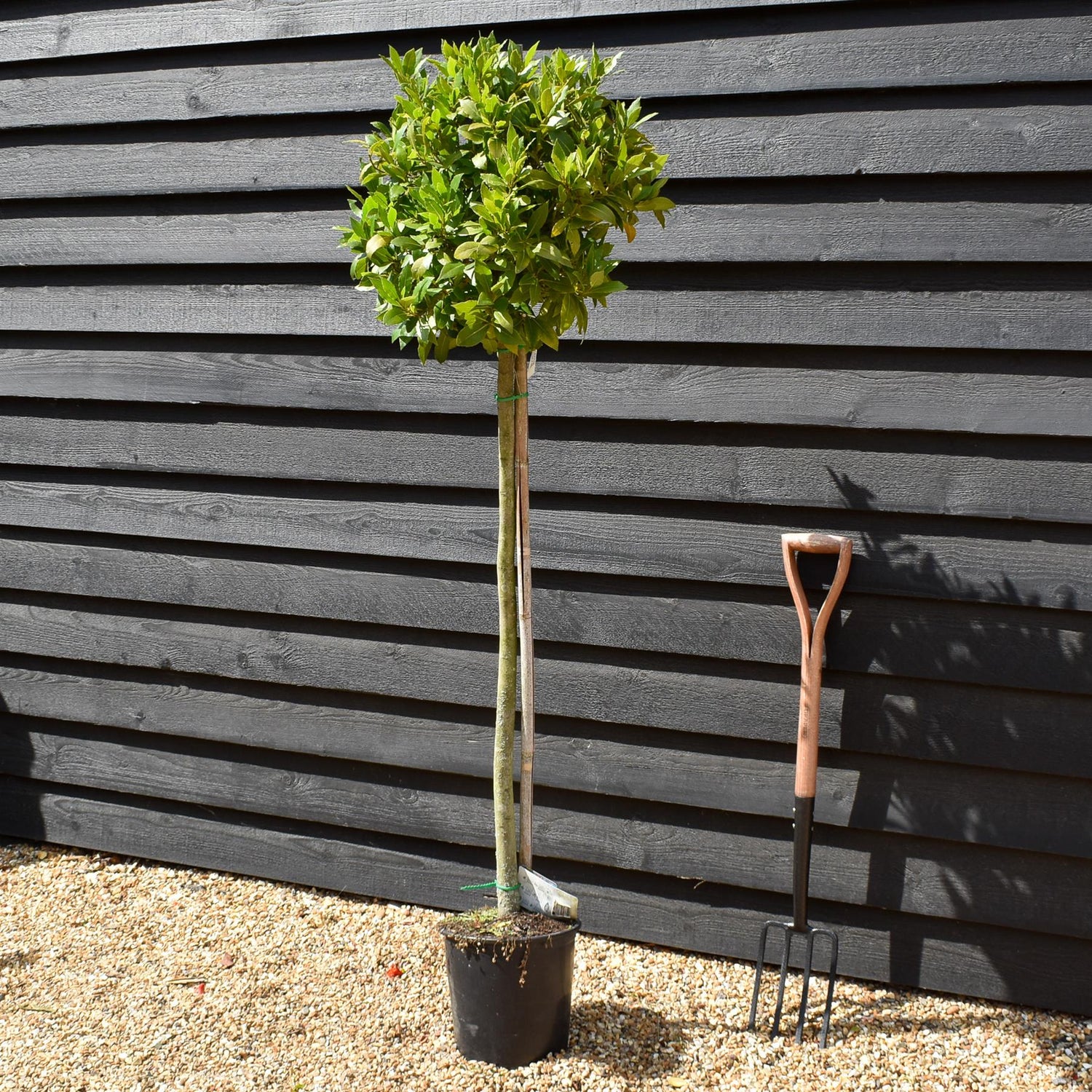Laurus nobilis - Bay - Half Standard - Height 100-150cm - 15lt