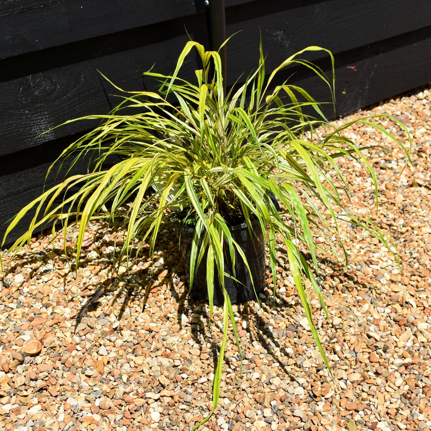 Hakonechloa macra 'Aureola' - Grass - Height 15-20cm - 2lt