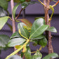 Trachelospermum jasminoides - Frame - 120 x 170cm, 45lt