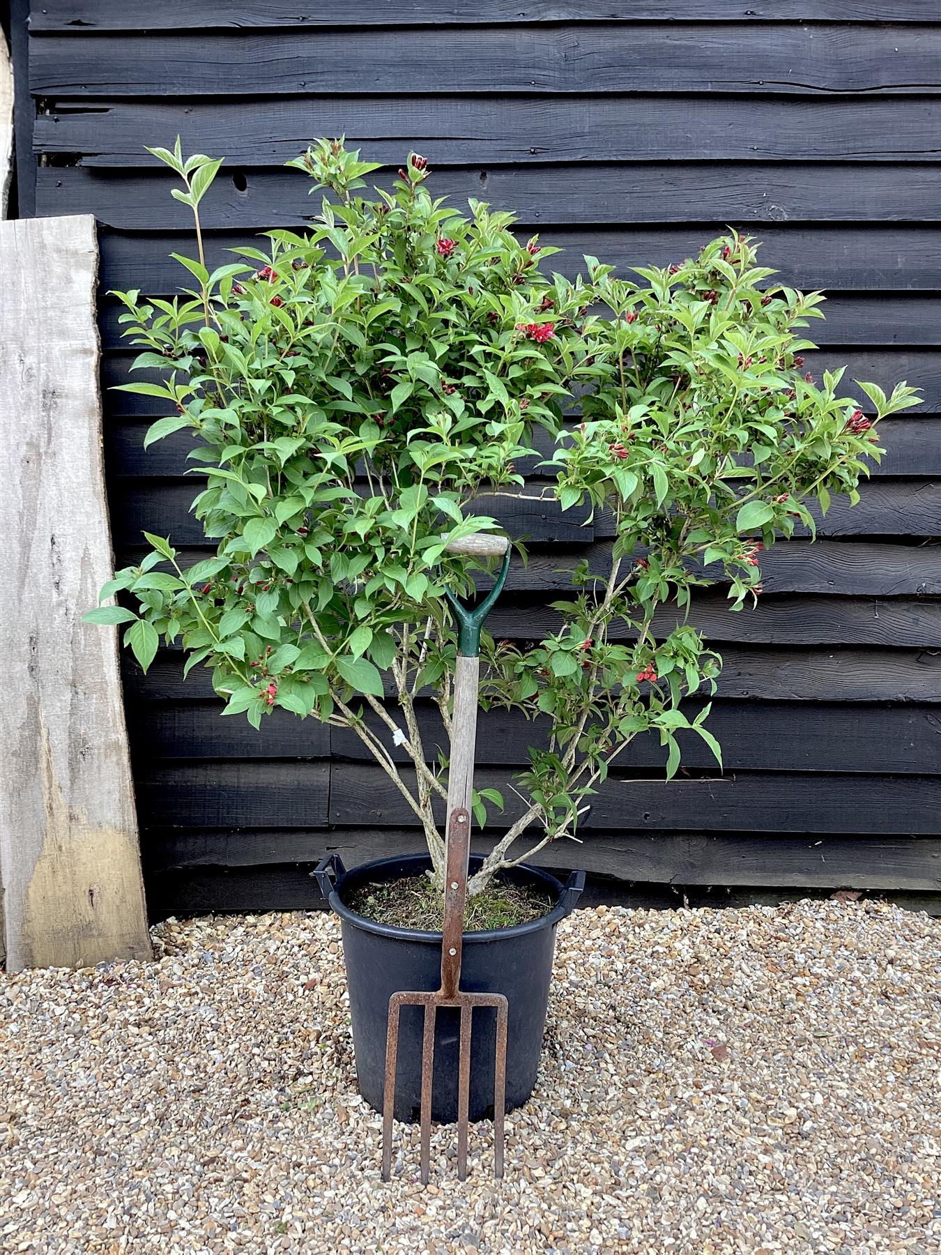 Weigela Bristol Ruby - 80-100cm - 35lt