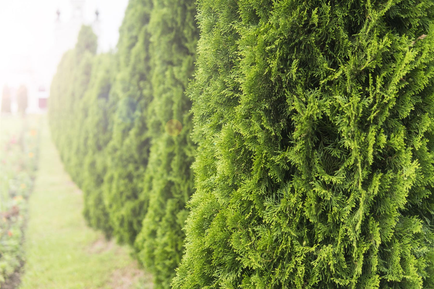 Leyland Cypress 'Gold Rider' - 225-240cm, 25lt