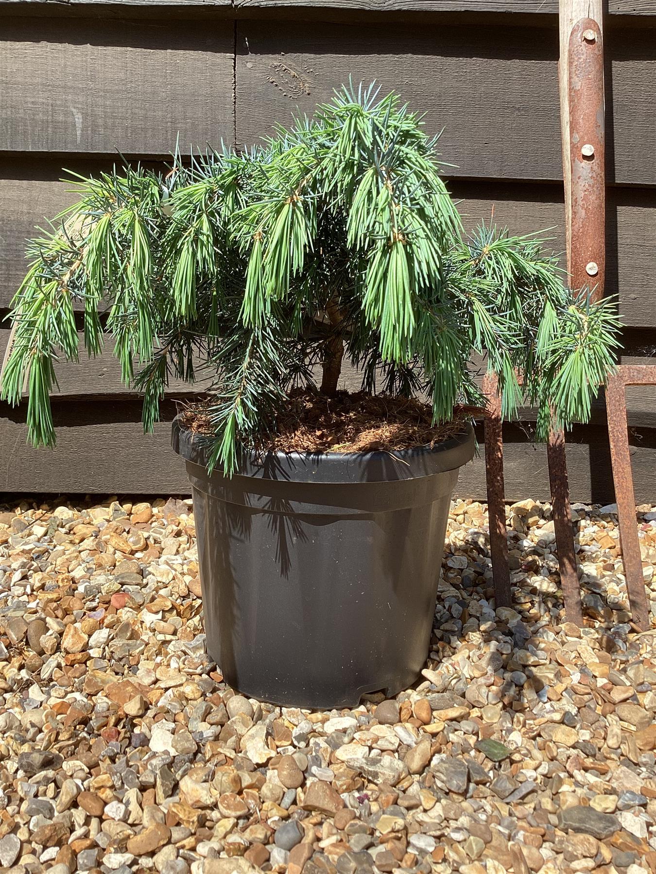 Cedrus deodara 'Lime Glow' | Himalayan Cedar 'Lime Glow' - 40-50cm - 8lt