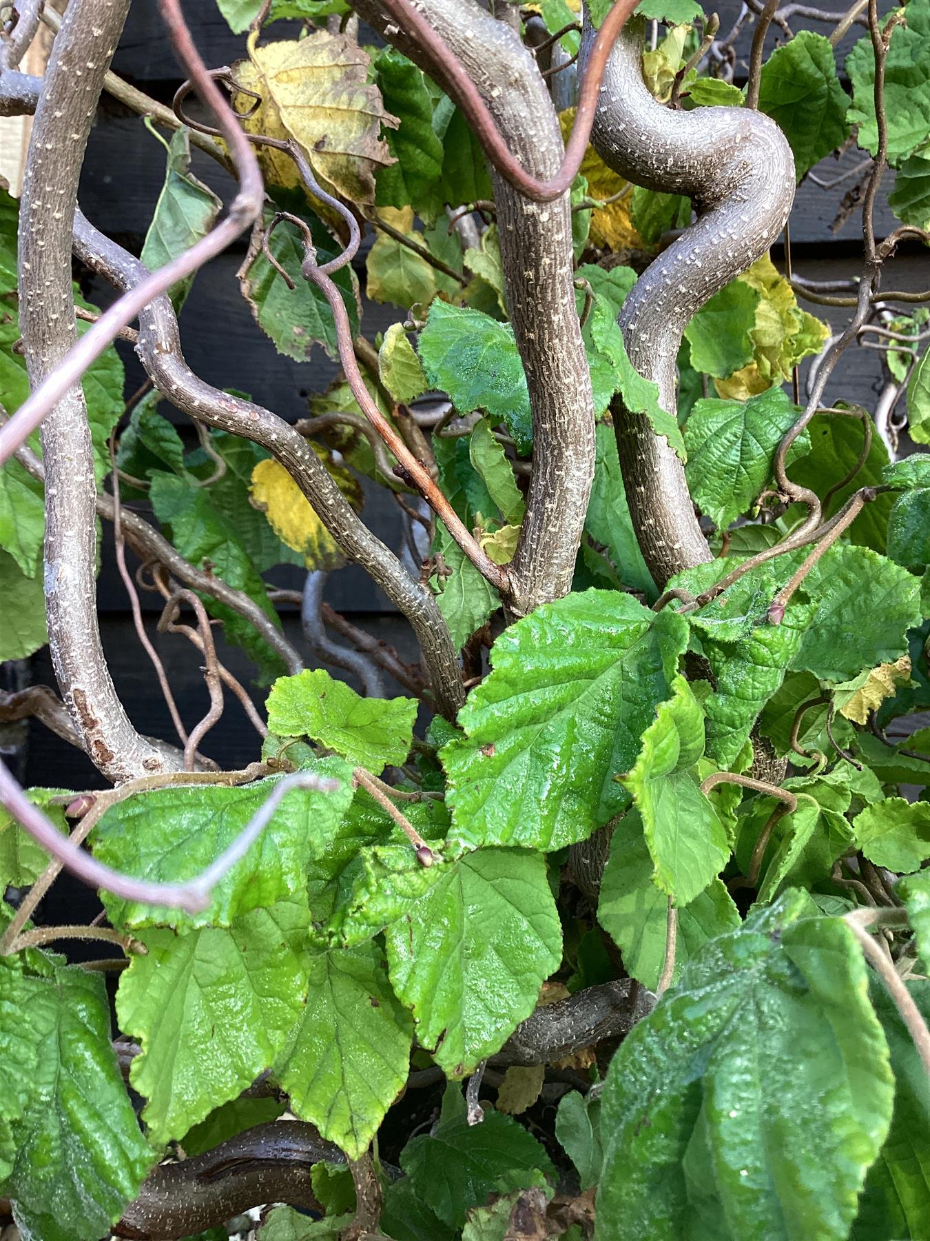 Corylus avellana 'Contorta' | Corkscrew Hazel - 170-180cm, 35lt