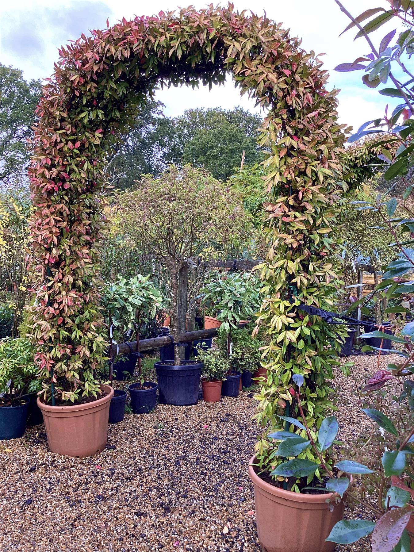 Trachelospermum jasminoides Chinese Jasmine Arch 270cm, 55lt