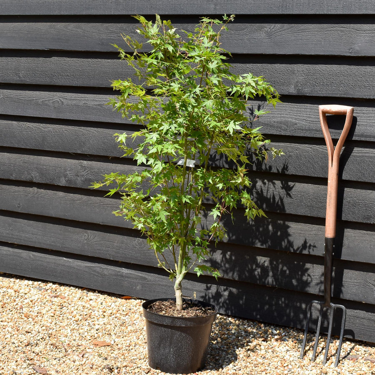 Japanese Maple | Acer palmatum  - Height 80-140cm - 10lt