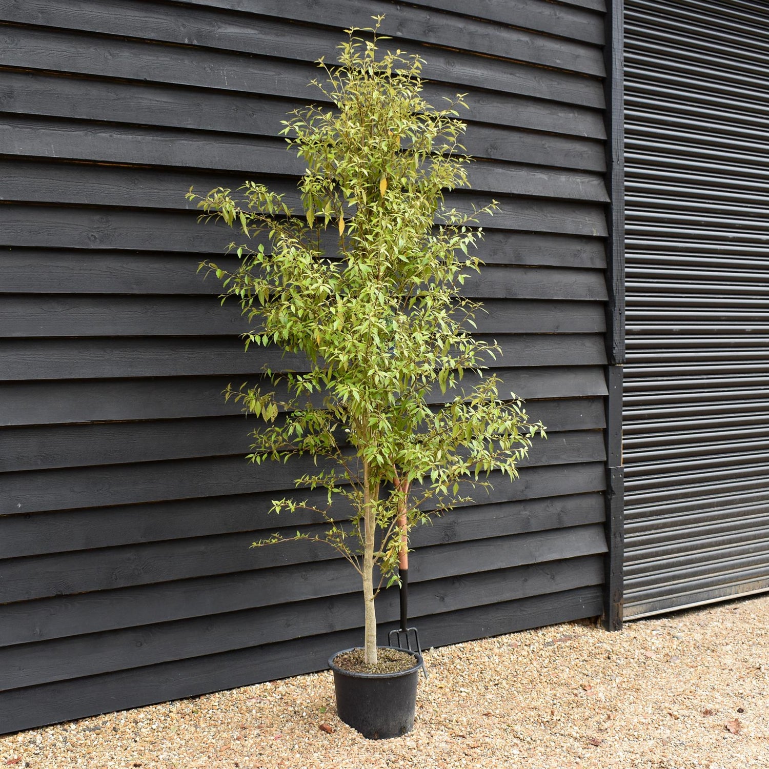 Hoheria sexstylosa Snow White | Ribbonwood - Bushy - Height 180-240cm - 18-20lt