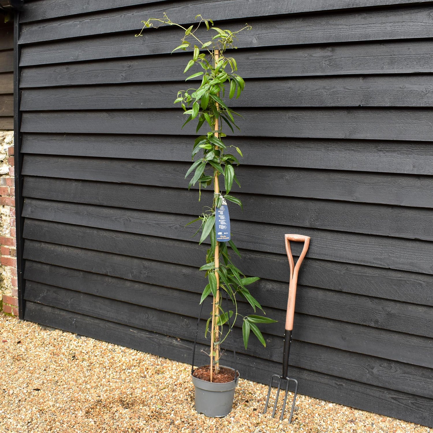 Clematis armandii 'Snowdrift' - Evergreen - Height 180-200cm - 8lt