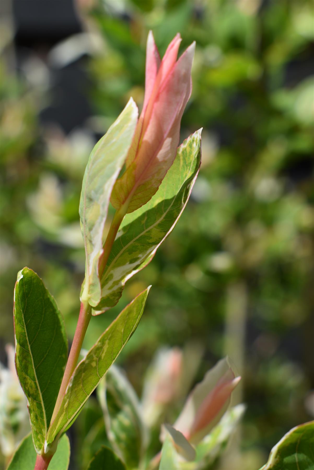 Salix integra 'Hakuro-nishiki' | Dappled Willow - 120-150cm - 12lt