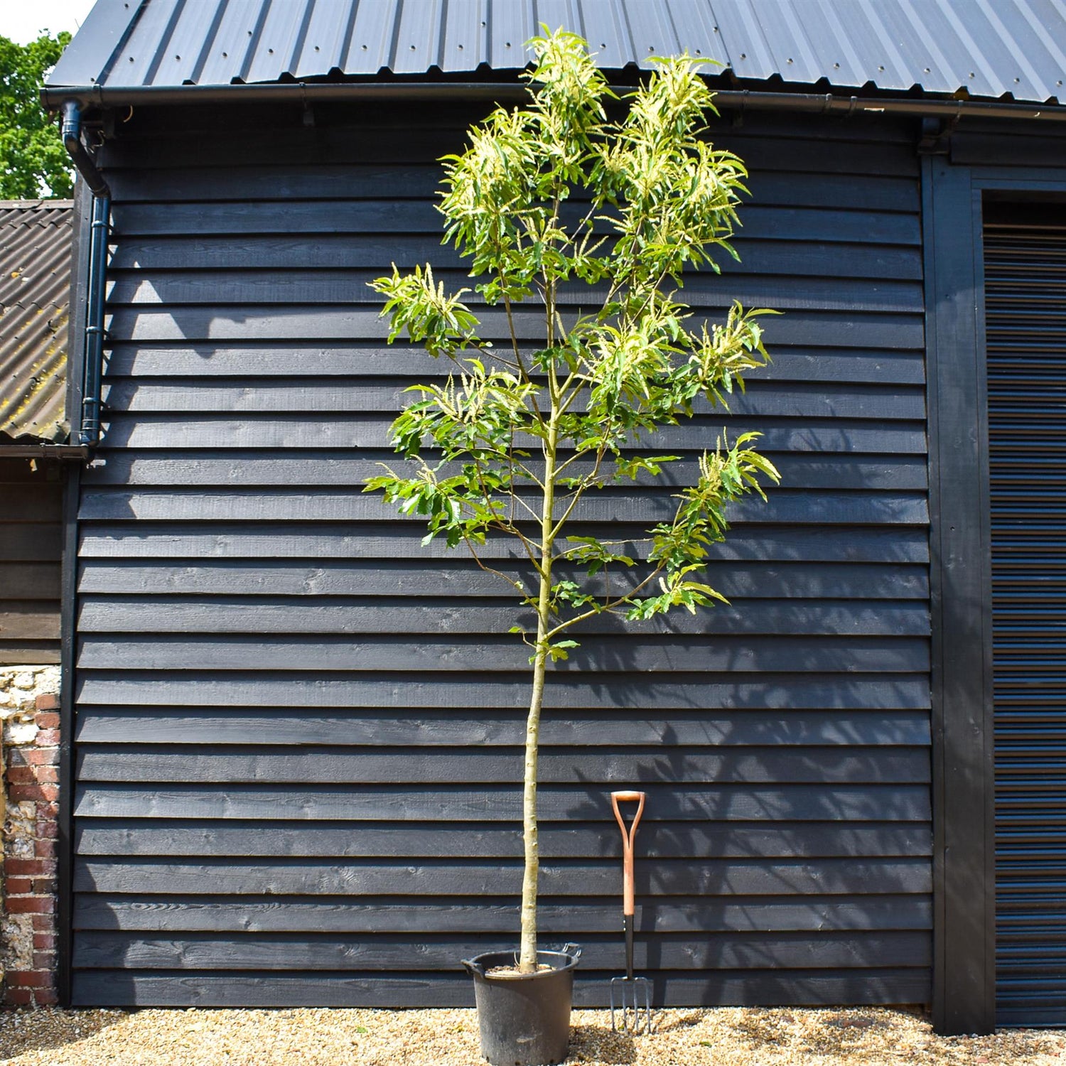 Sweet Chestnut | Castanea sativa - Height 250-300cm - Girth 10-12cm - 45lt