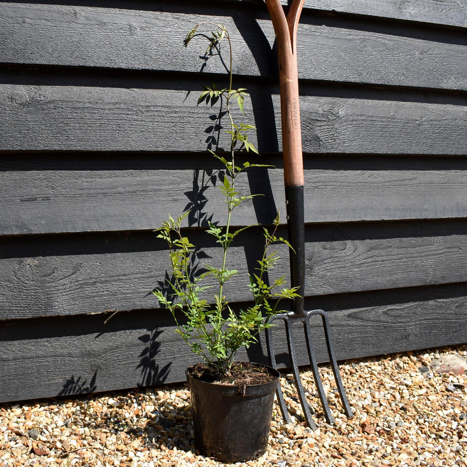 Jasminum officinale | Jasmine - 15-25cm - 3lt