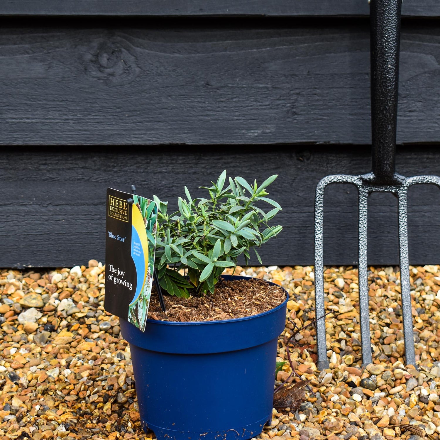 Hebe 'Blue Star' - Height 10-20cm - 2lt