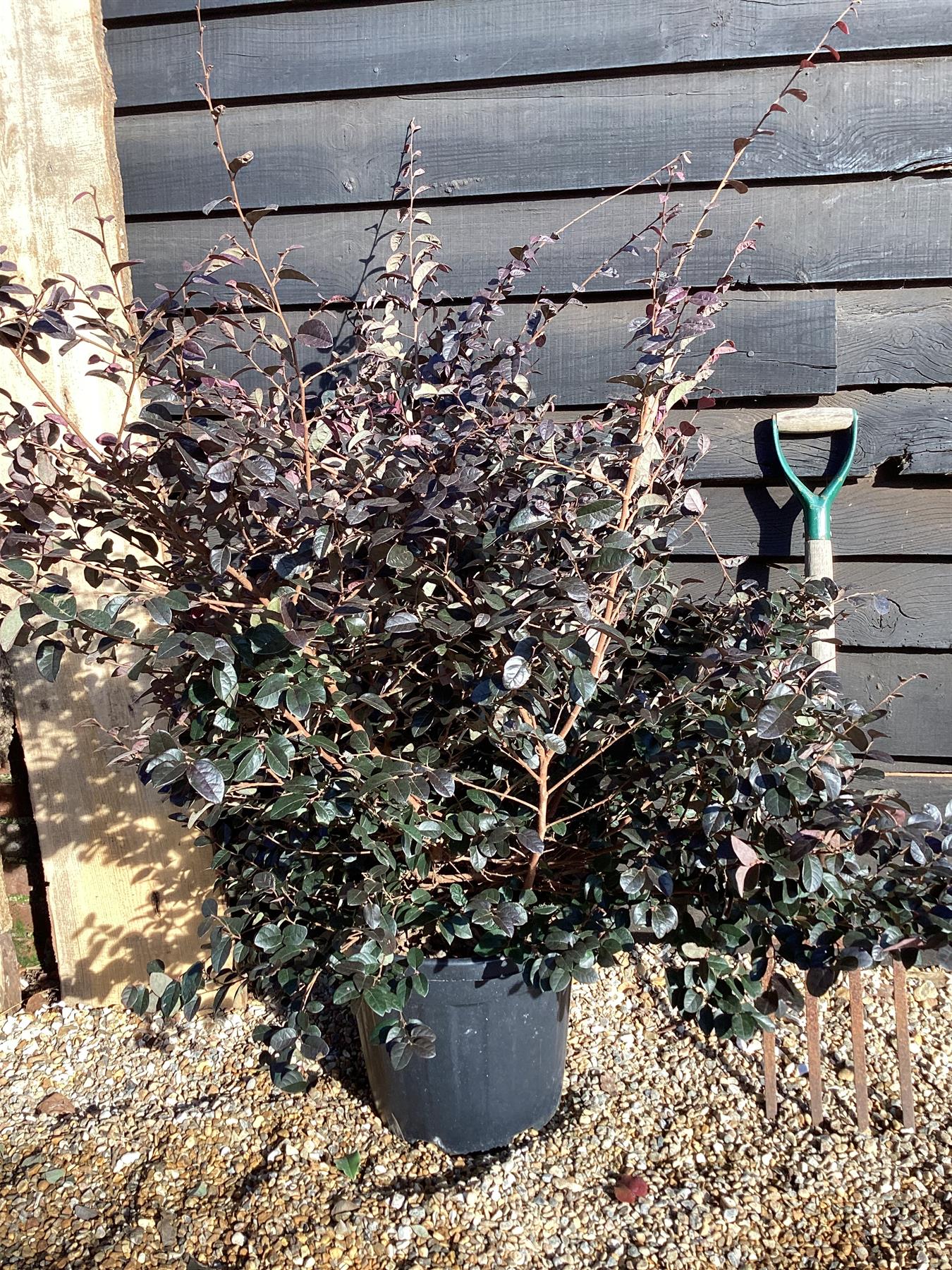 Loropetalum Fede | Chinese Fringe Flower - 140cm - 25lt