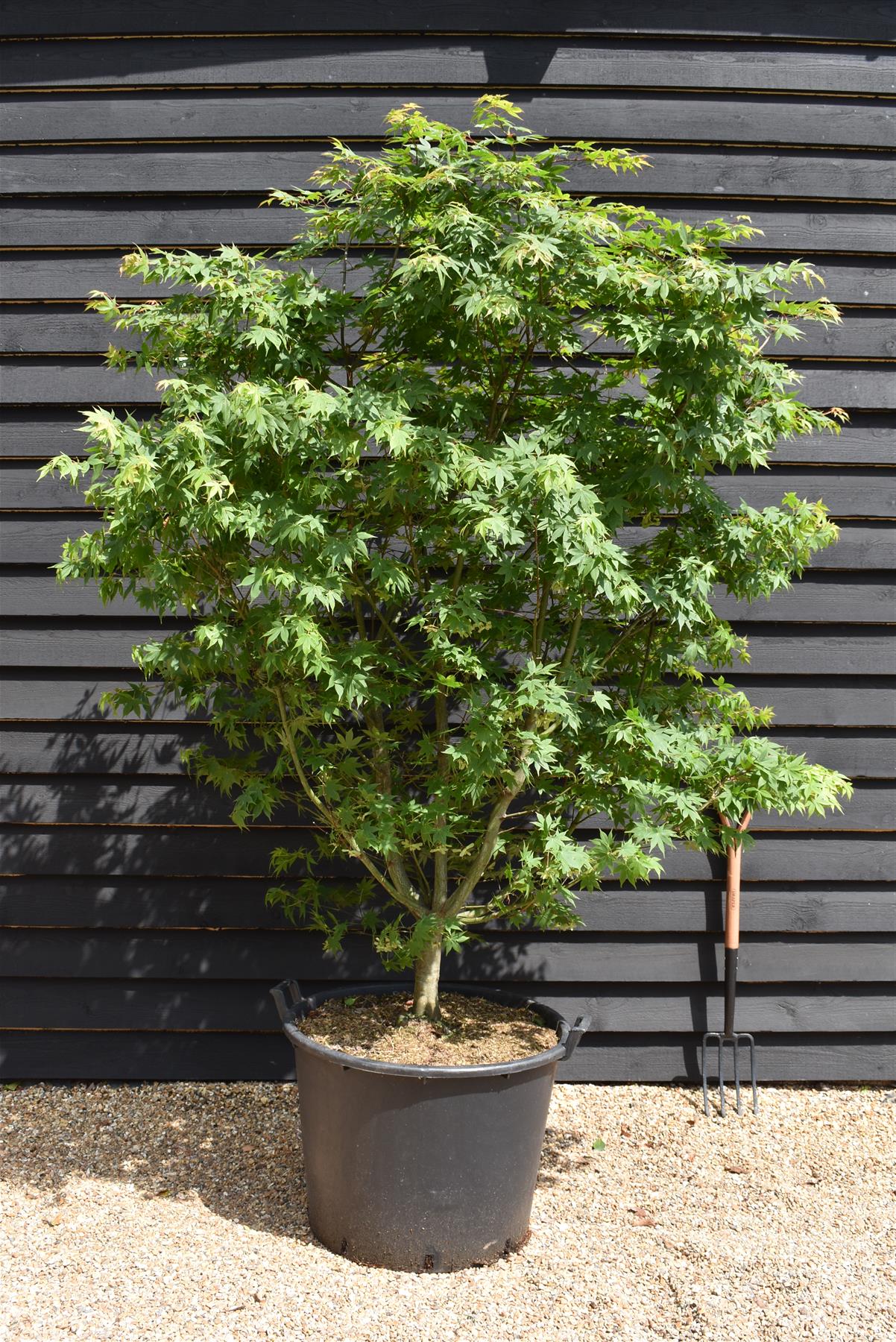 Acer palmatum 'Osakazuki' | Japanese Maple - Bushy - 240-260cm - 130lt