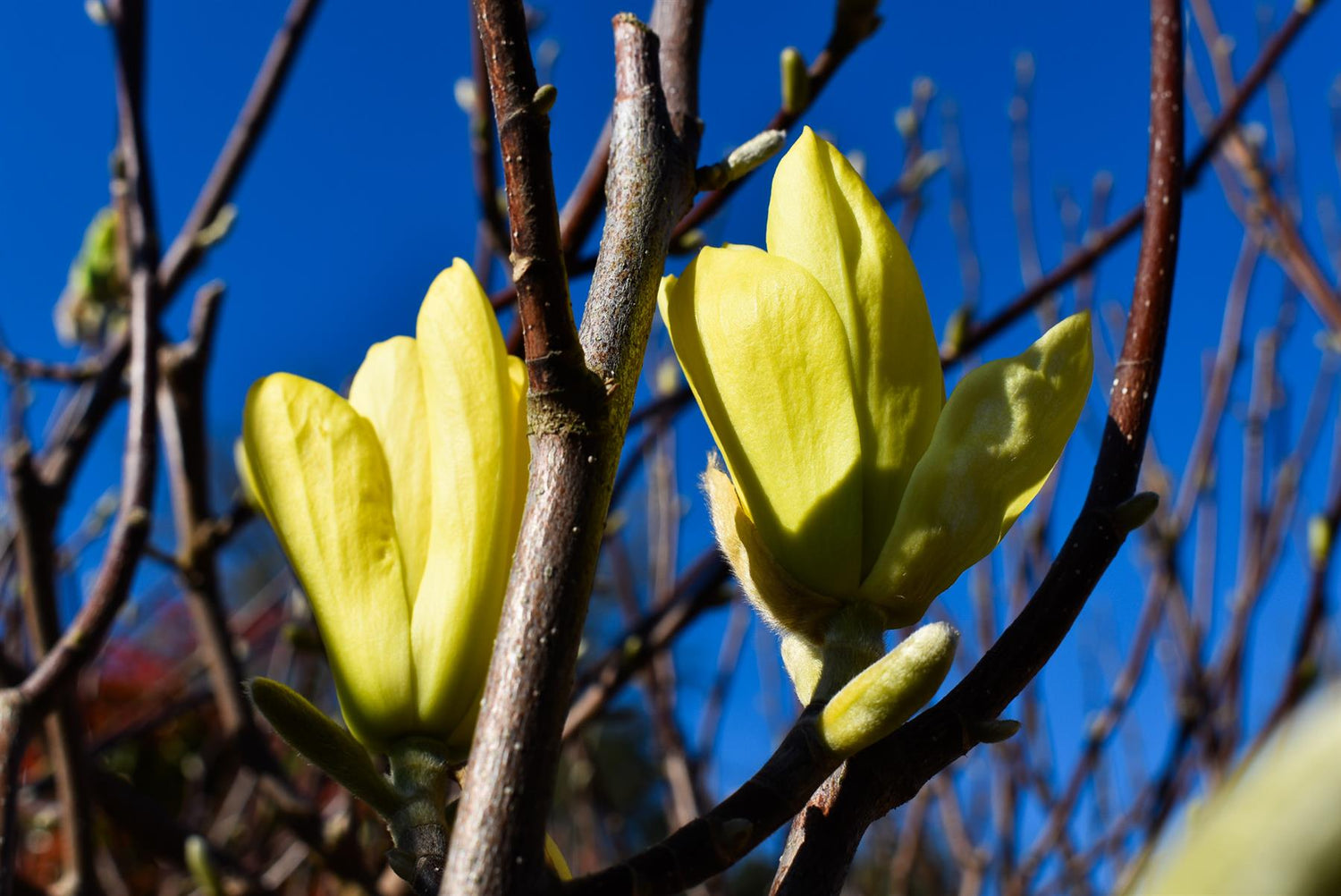 Magnolia 'Butterfly' - Clear stem 120cm - Height 235cm - Girth 8cm - 35lt