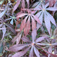Acer palmatum 'Sumi-nagashi' | Japanese maple 'Sumi-nagashi' - Bushy - 100-150cm -20lt