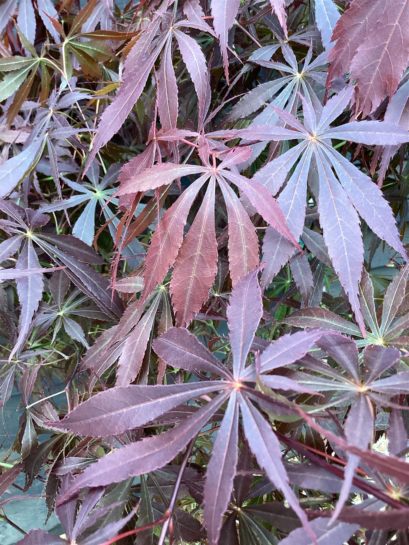 Acer palmatum 'Sumi-nagashi' | Japanese maple 'Sumi-nagashi' - Bushy - 100-150cm -20lt