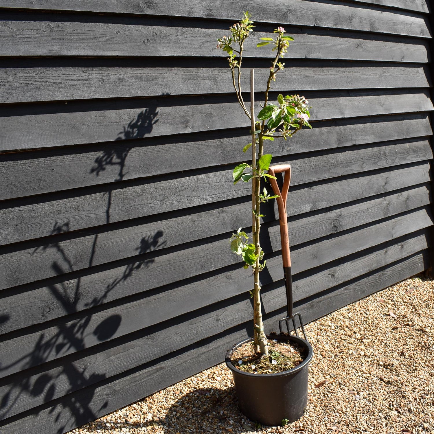 Apple tree 'James Grieve' | Malus domestica - MM106 - Semi-Dwarfing - Height 150-160cm - 20lt