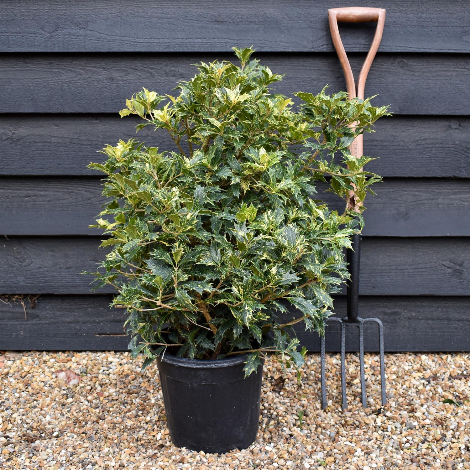 Osmanthus heterophyllus Tricolor - Height 60cm - 10lt