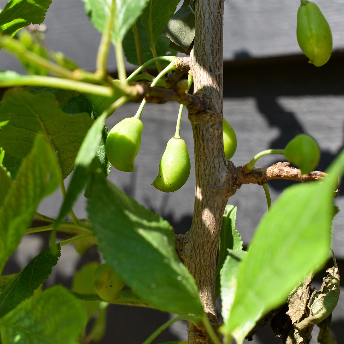 Prunus domestica 'Stanley' | Plum 'Stanley' -  Frame - Height 130-140cm - 30lt