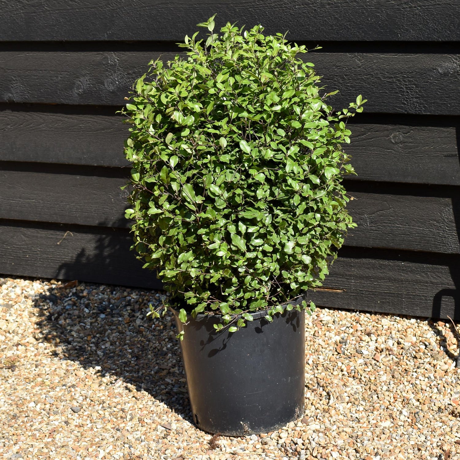Pittosporum tenuifolium 'Golf Ball' - Height 50-60cm, 10lt