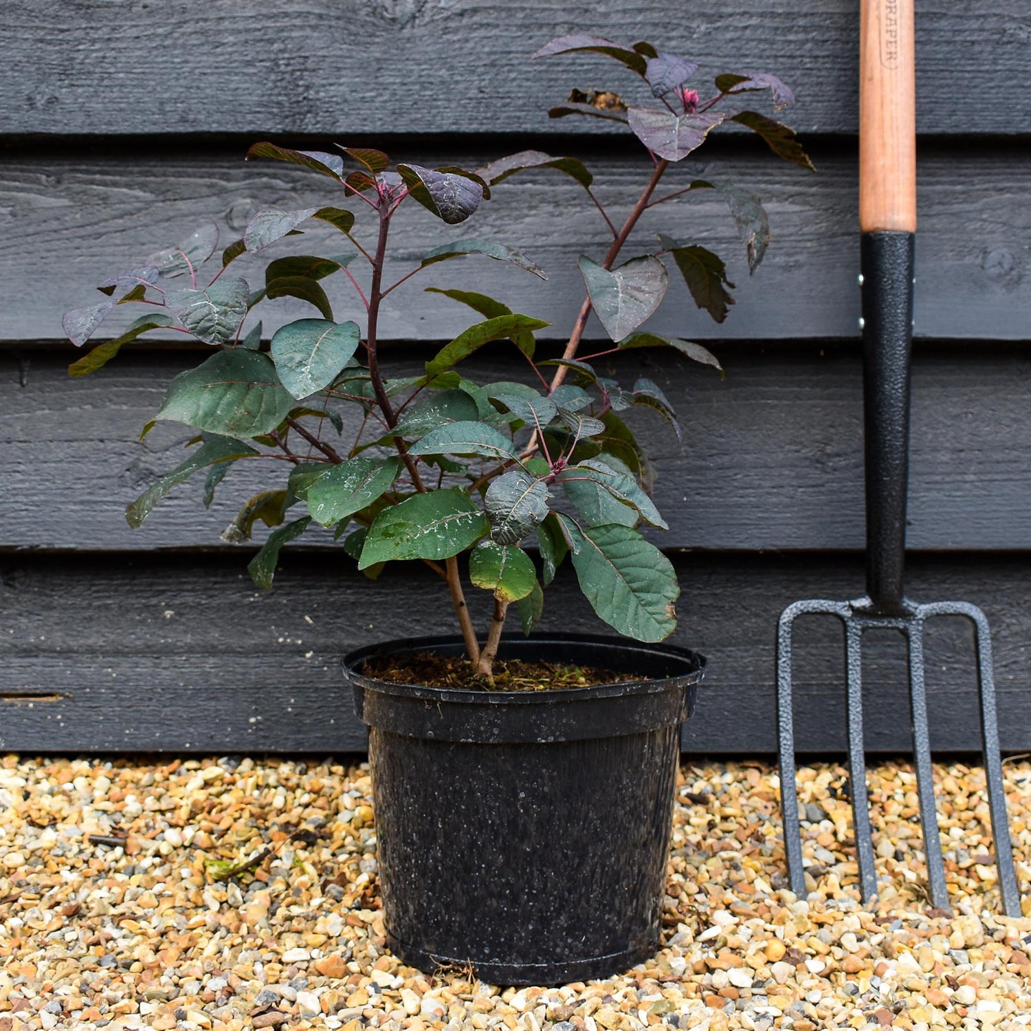 Cotinus coggygria ' Grace' - Height 40-70cm - Bushy - 5lt