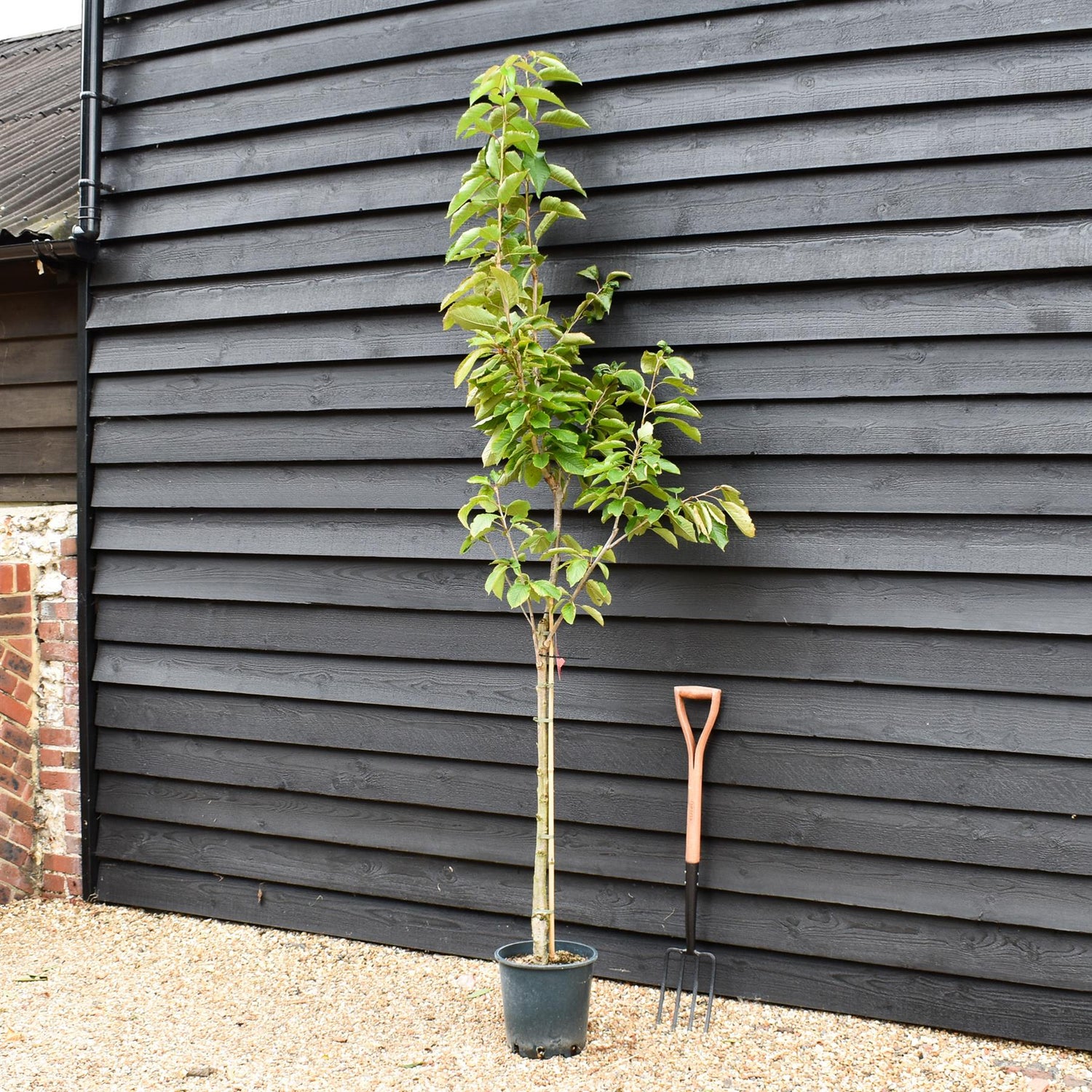 Cherry 'Stella' on Colt | Prunus avium - Semi-Dwarfing - 160-170cm - 12lt
