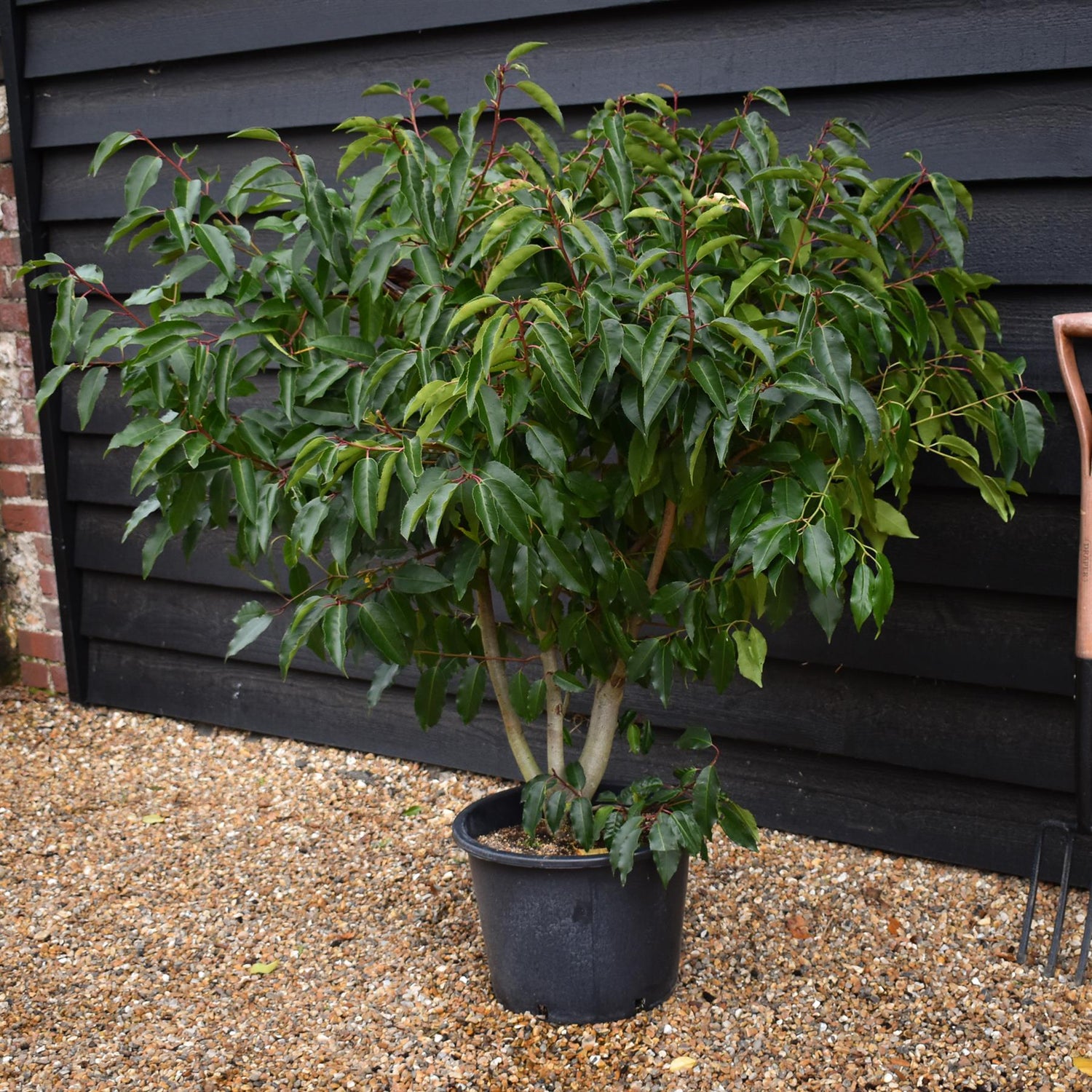 Portuguese Laurel | Prunus lusitanica - Bushy - 140-160cm - 20lt